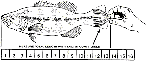 Diagram showing how to measure total fish length with tail fin compressed
